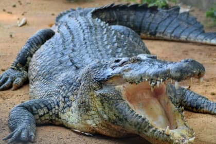 melaka crocodile and recreation park